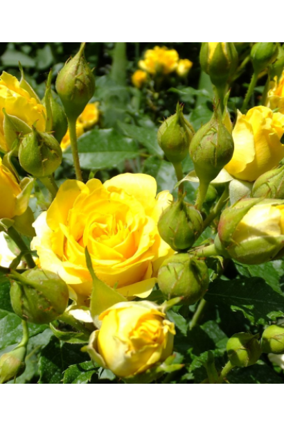 Яскравий акцент у ландшафті – жовта троянда.